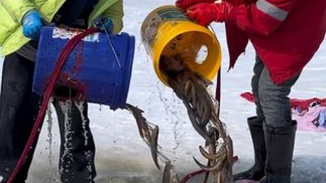 #户外捕鱼 #好多鱼