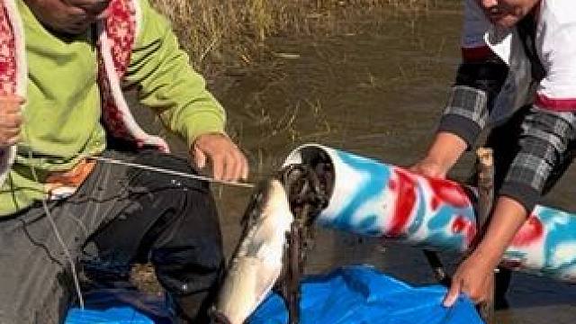 #户外捕鱼 #好多鱼