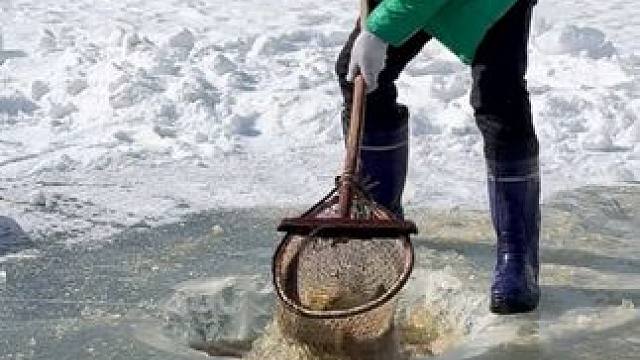 #户外捕鱼 #好多鱼