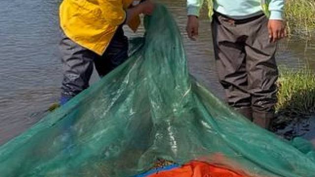 #户外捕鱼 #好多鱼