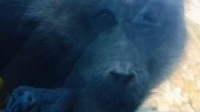 野生猴子太凶了