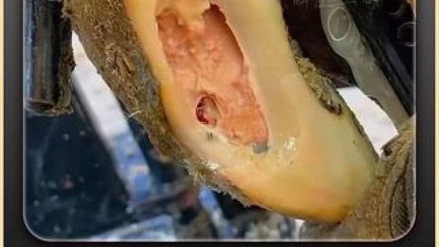 一根钉子引发的惨案#修蹄 #解压 #助眠 #强迫症 #极度舒适