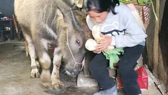 好几天没干活了，牛仔都想来帮我分担一下#田园生活 #记录我的乡村生活#放牛的生活