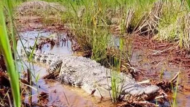 野生动物零距离 #野生动物零距离#东南亚#户外抓鱼#户外打野