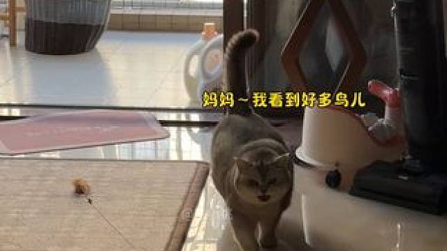 阿蛋边跑边嘴里跟妈妈叨叨看到了啥东西 #记录猫咪日常 #小猫咪是看不腻的 #它只是不会说话其实它什么