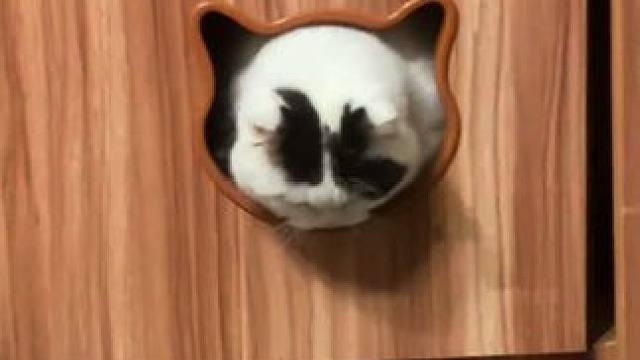 煤气罐猫猫 #猫猫 #猫猫的事情你少管 #猫猫就是小宝宝啊 #煤气罐小猫咪天花板 #猫猫我啊脑瓜子嗡