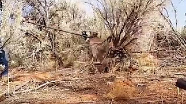 美洲狮真凶猛，男子哭笑不得#神奇动物在这里 #野生动物零距离 #动物世界#内容启发搜索