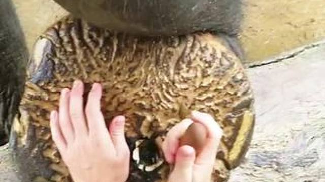 修理大象腿真是少见#神奇动物在这里 #野生动物零距离 #动物世界 #内容启发搜索