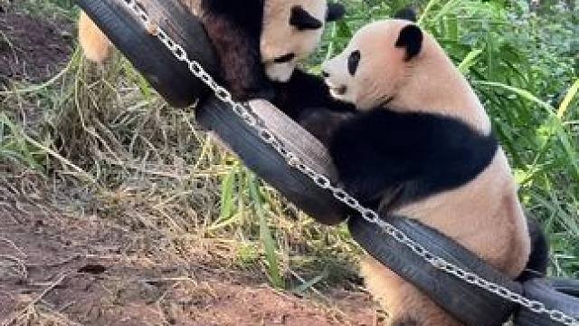 长安五少莽灿灿 和它的新玩具，也太帅啦！ #大熊猫莽灿灿新年喜提新车#大熊猫莽灿灿又又又换新车#大熊