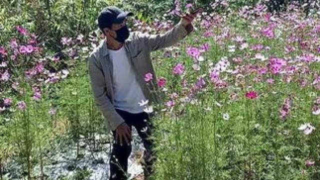 看到格桑花试试这样拍太美了#手机摄影 #拍摄技巧 #格桑花 #治愈系 #治愈系风景