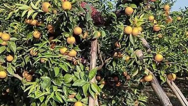 山卡卡里的农村大姐学费了开直播每天收获满满您还在恐播怕播不敢开播开播了不知说什么