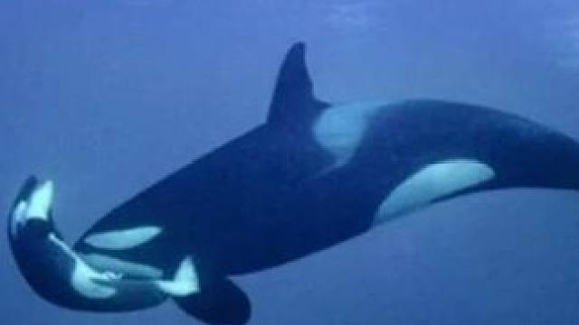 时隔七年再得一子，她该有多么期待这个孩子啊！ #虎鲸  #母爱  #泪目  #感动 #虎鲸妈妈再被发