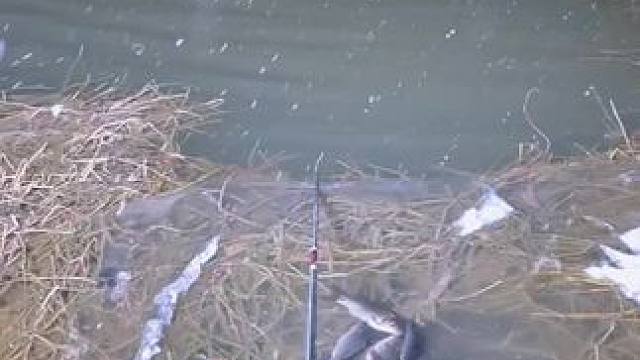 独钓寒江雪#钓鱼的乐趣只有钓鱼人懂 #钓鱼人就是这么疯狂 #冬天该有的样子 #真实户外