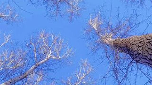 #寻找冬天的颜色 #随手拍 #东北树挂 #大自然的美 零下20多度！空气质量超好！