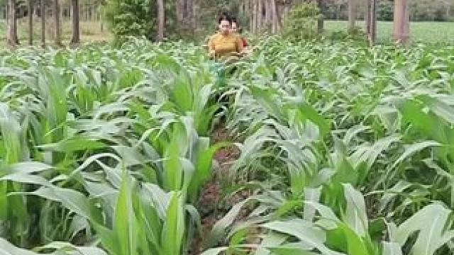 东南亚乡村美食 #乡村美食 #农村生活 #我的乡村生活 #舌尖上的味道