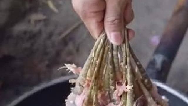 油炸变色龙 #原始美味 #农村生活 #舌尖上的美食 #我的乡村生活 #农村美食记录生活