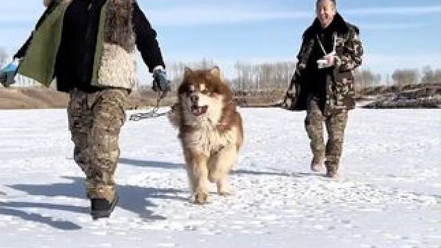 我们的狗狗现在是个大家庭！！#狗狗 #潘宏爱玩狗 #直播 #阿拉斯加 #潘宏