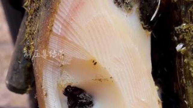 黑黑的蹄子里面总是能给人带来惊喜#解压 #修牛蹄