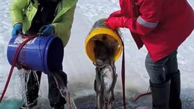 #户外捕鱼 #好多鱼