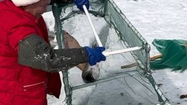 #户外捕鱼 #好多鱼