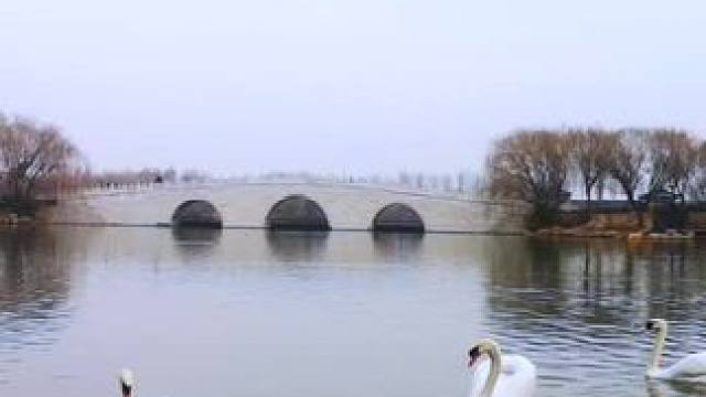 #小天鹅向自然借点颜色