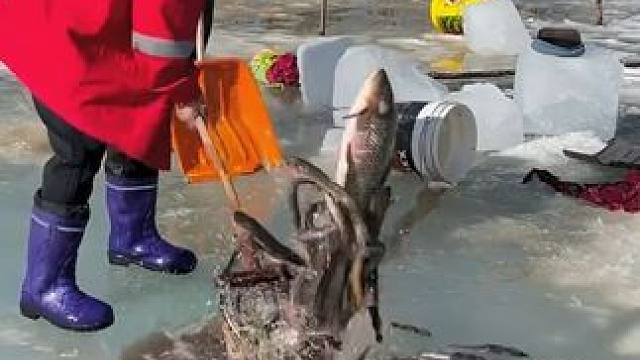 #户外捕鱼 #好多鱼