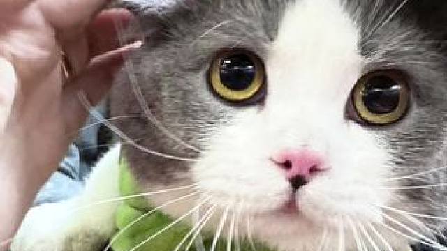 嘻嘻，我们家两千也有自己的单曲啦 #第一次发单曲怪紧张的 #喵星人  #我的小猫咪 #招财猫 #评论