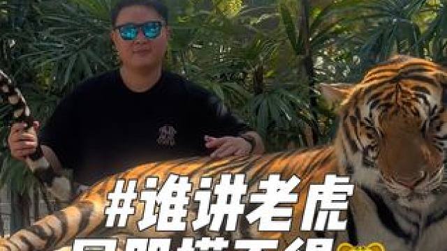 【是谁讲老虎屁股摸不得】 #母老虎 #Tiger