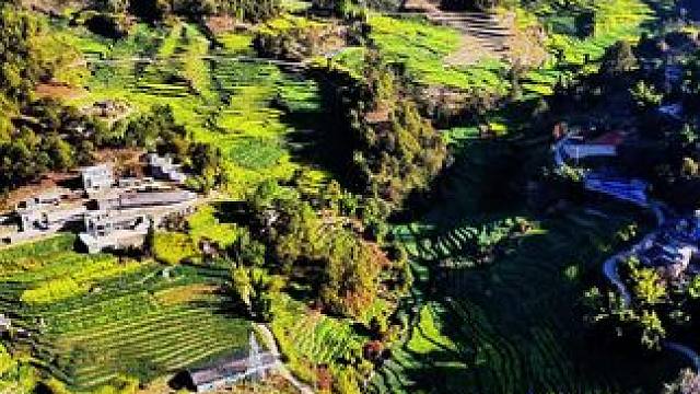 北方还是数九寒天，云南的油菜花已经蠢蠢欲动#一片片梯田绕山间 #云南dou是好风光 #云南五彩农田风