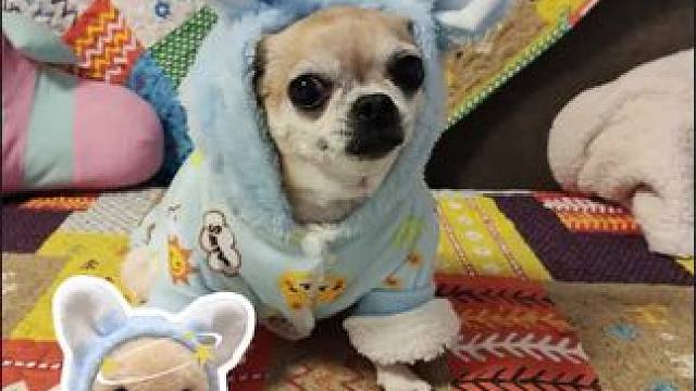 我再也摸不到我的小黄狗了