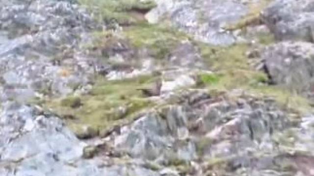 棕熊被岩羊玩死，难以置信#一定要看到结尾 #动物世界 #野生动物零距离 #内容启发搜索