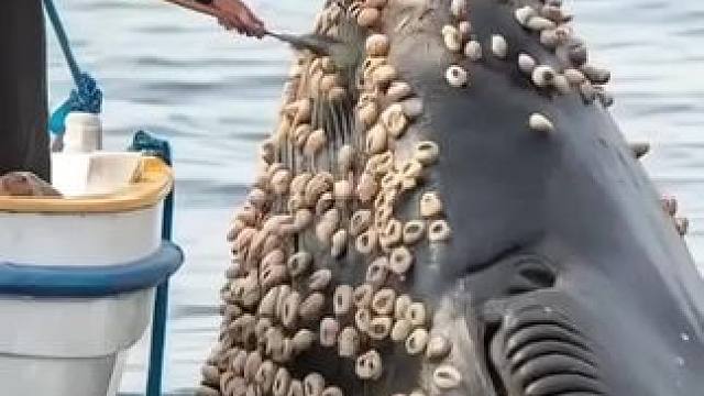 鲸鱼太可怜了 #动物世界