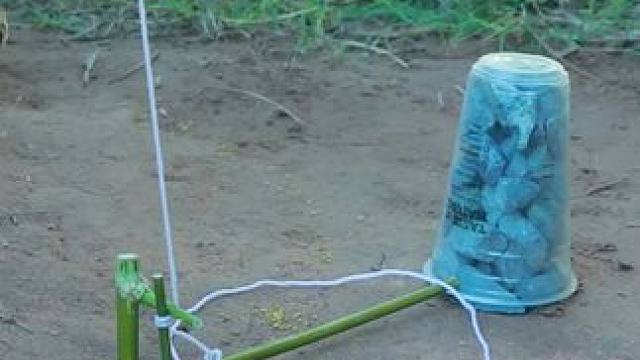 野外生存技能 陷阱装置 #保护野生动物 #荒野求生 #户外打野 #陷阱装置