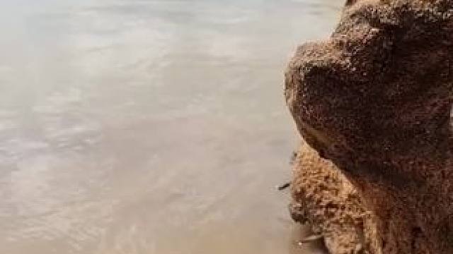 #逮鱼摸虾 #农村生活 #真实户外 #抓鱼 #好大一条鱼