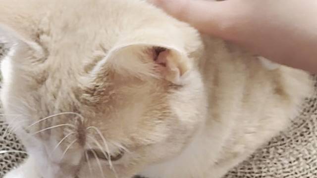 触发音毛猫梳毛