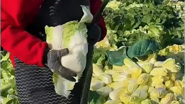 一块一斤的大白菜，硬生生被剥成五块一斤了[龇牙]