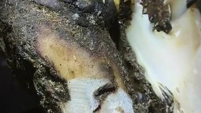 一眼就能看出是只有问题的牛牛#解压 #修牛蹄