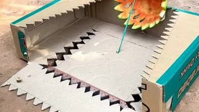 荒野求生之（鹌鹑陷阱） #劳动人民的智慧 #保护野生动物#野生动物零距离