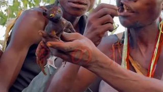 哈扎比部落，早餐太炸裂！ #纪录片 #哈扎比部落 #内容启发搜索