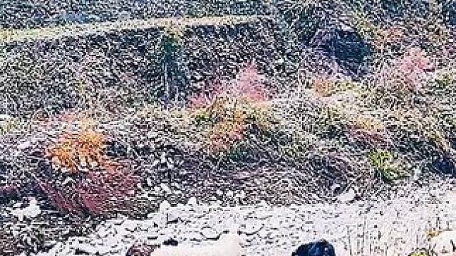 #农村生活 #大美章丘官庄篇（1188）中白秋村。村里的放羊大叔。