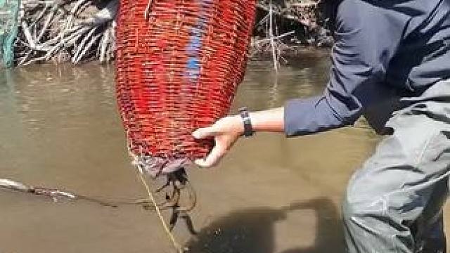 #户外捕鱼 #好多鱼