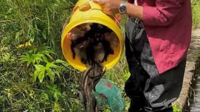 #户外捕鱼 #好多鱼