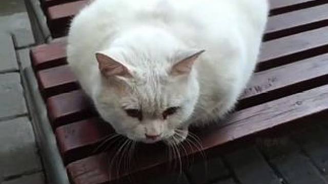 胖宝宝 胖宝宝 #猫猫 #胖宝宝哈基米 #猫猫就是小宝宝啊 #猫猫我啊脑瓜子嗡嗡的 #猫猫的事情你少