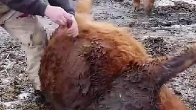 牛肚子居然会喷火，甚至还会爆炸#动物世界 #神奇动物在这里