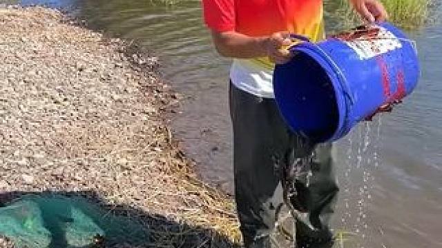 #户外捕鱼 #好多鱼