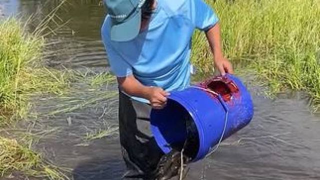 #户外捕鱼 #好多鱼