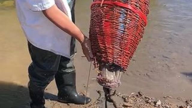 #户外捕鱼 #好多鱼