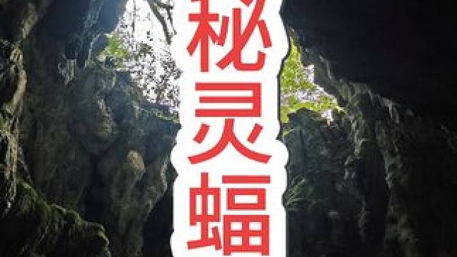胆大小伙在三百米深渊，发现不知名的野兽骨骸！#户外 #真实户外 #极限运动 #户外游玩探险需遵纪守法