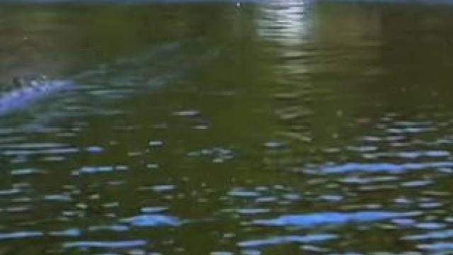 #这鱼哪个钓友看了不羡慕 #钓鱼人的2024年度回忆 #冬天总要出门钓一