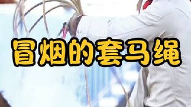 为什么牛仔手里的缰绳会冒烟？全靠独特的技巧，看完涨知识了 #涨知识 #科普一下 #马术运动